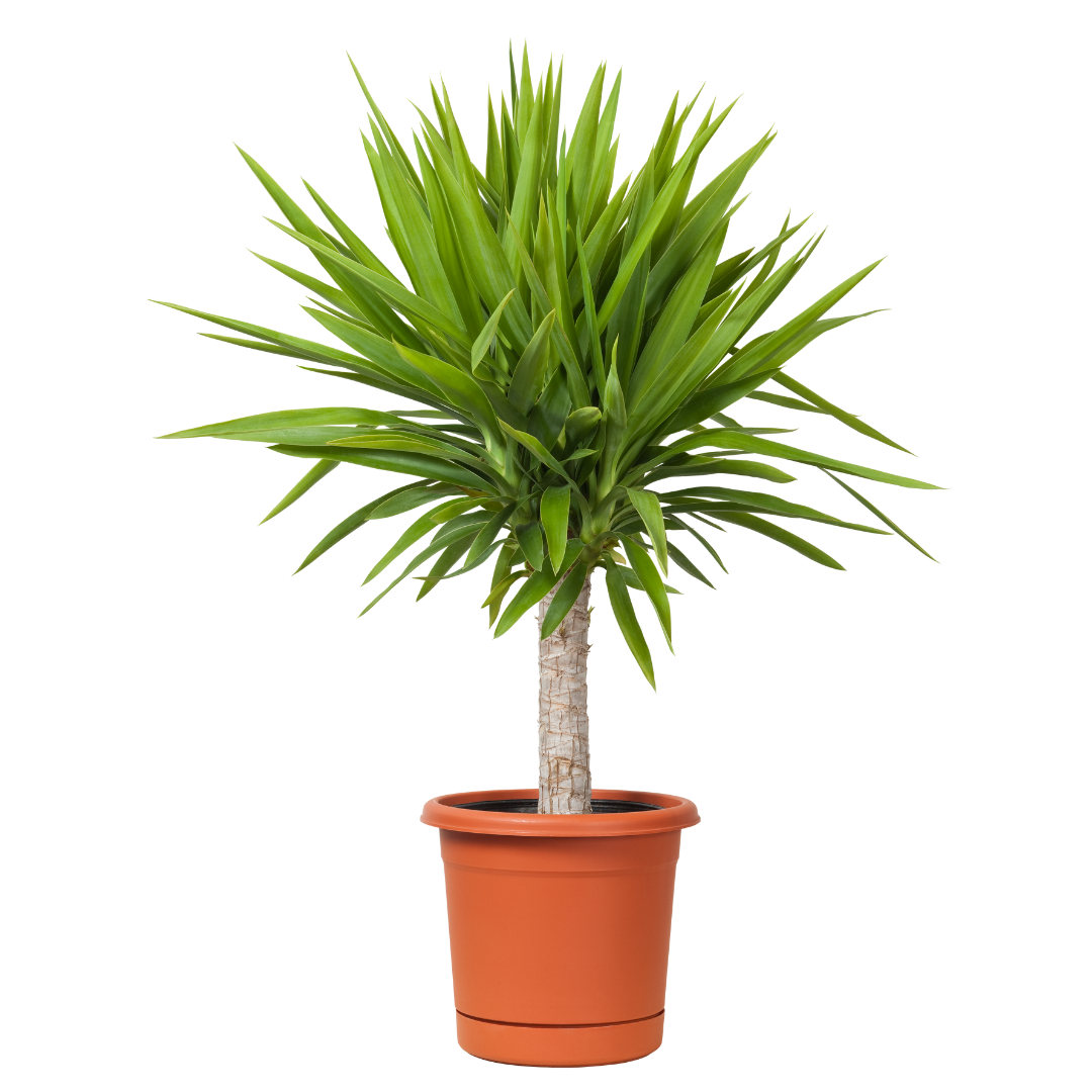 digital (1080 x 1080 px) (1)