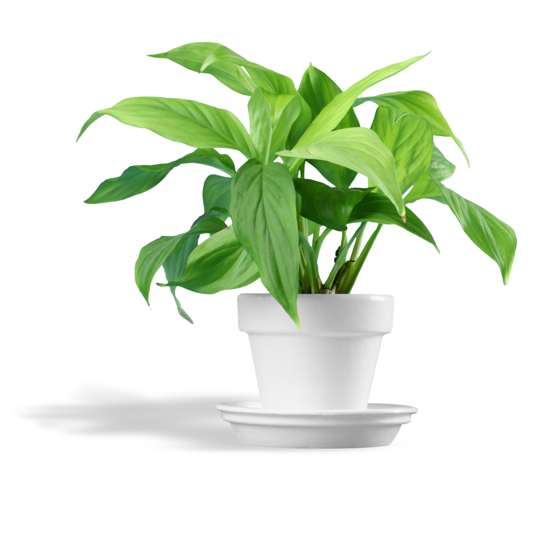 digital (1080 x 1080 px) (2)